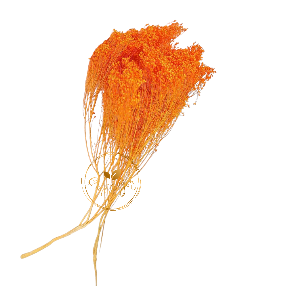 Broom Bloom light orange, H 40-50cm