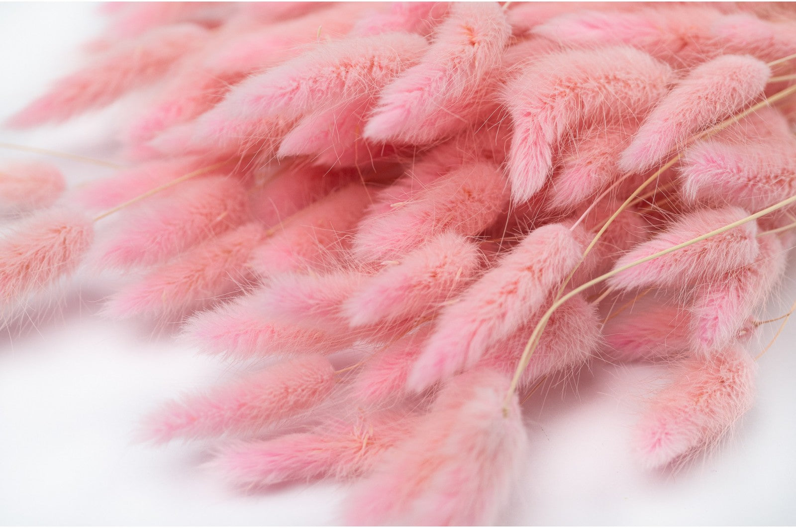 Lagurus roz/pink