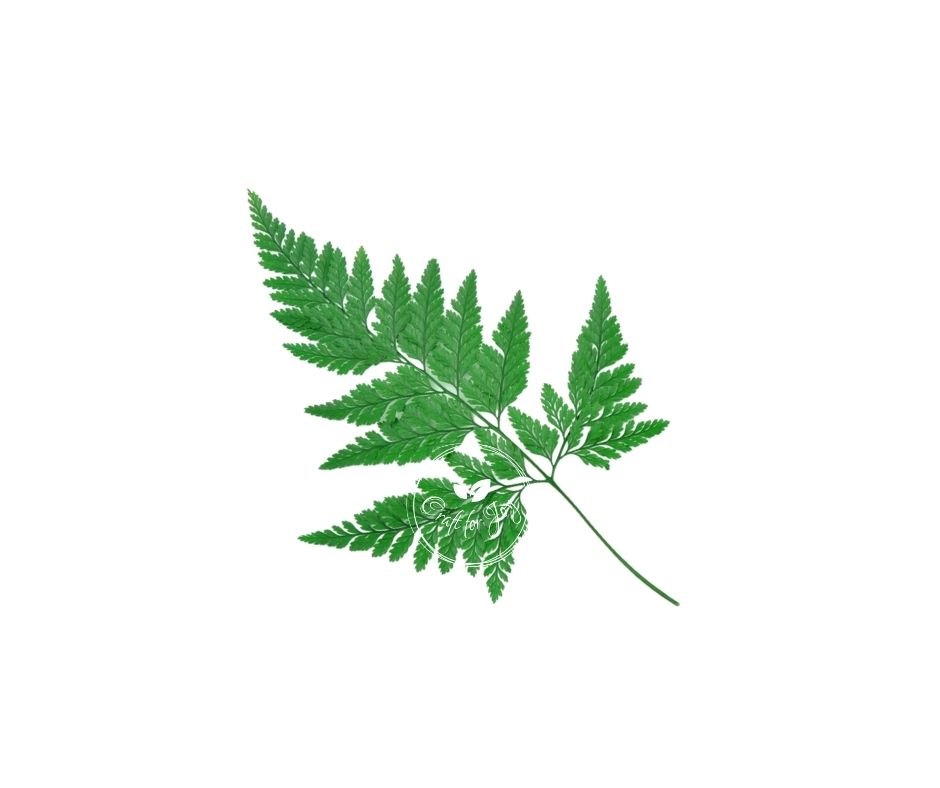 Feriga Davalia verde, 6 buc., 15-25cm
