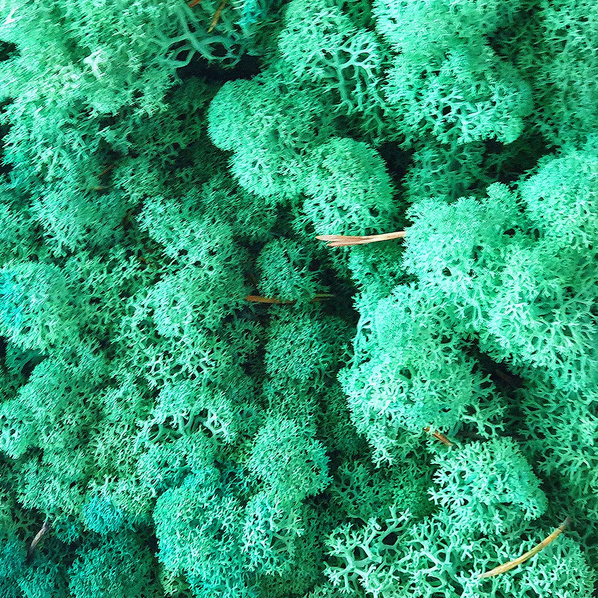 licheni-stabilizati-pacific-green