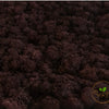Incarcă imagine în Gallery viewer, licheni=stabilizati-maron
