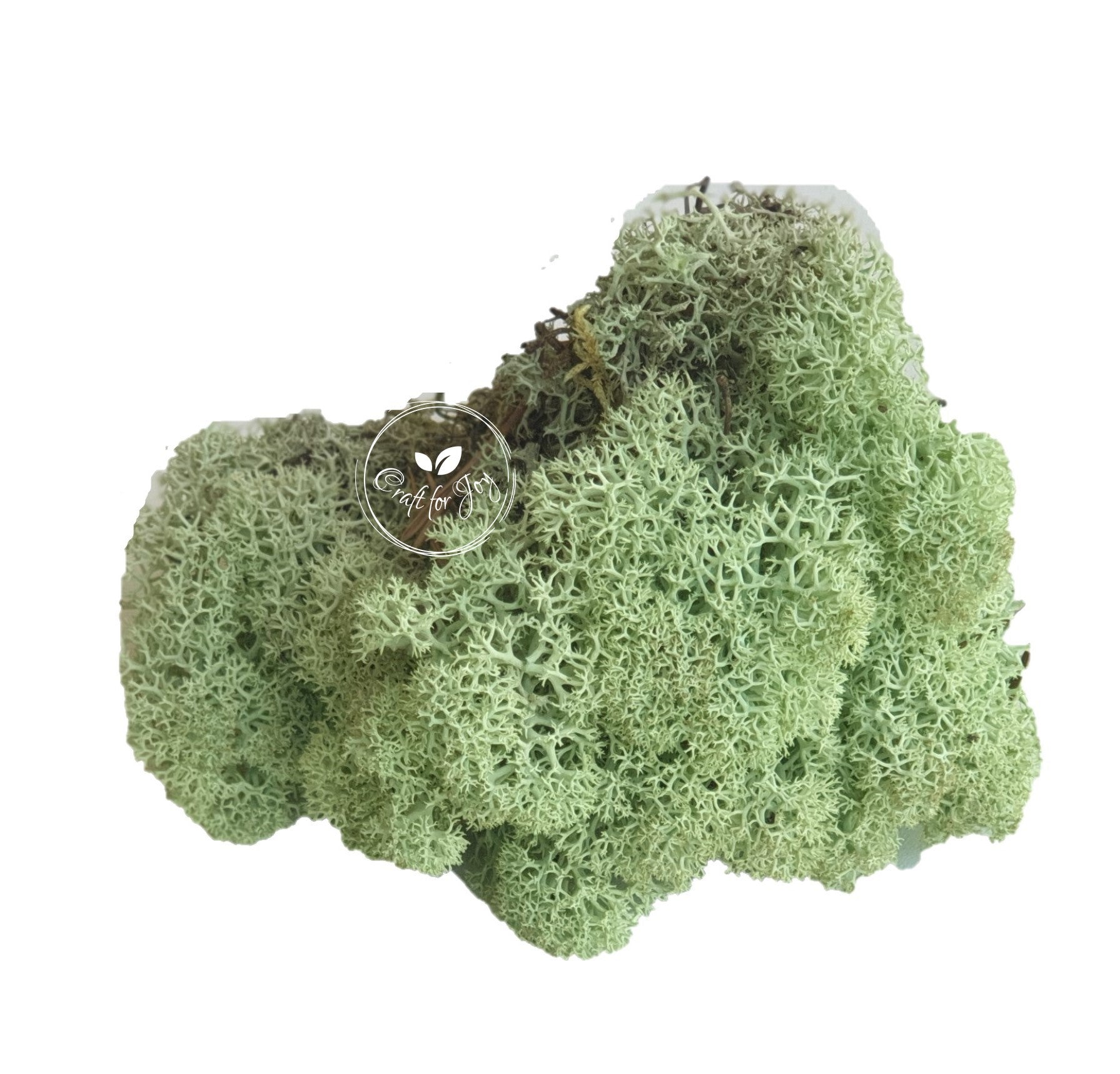 Licheni stabilizati Mint Green