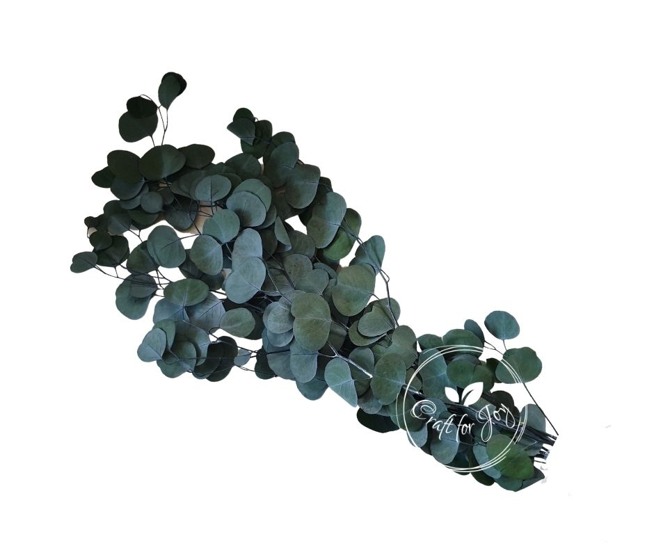 Eucalipt Populus verde, H50-70cm, 150g