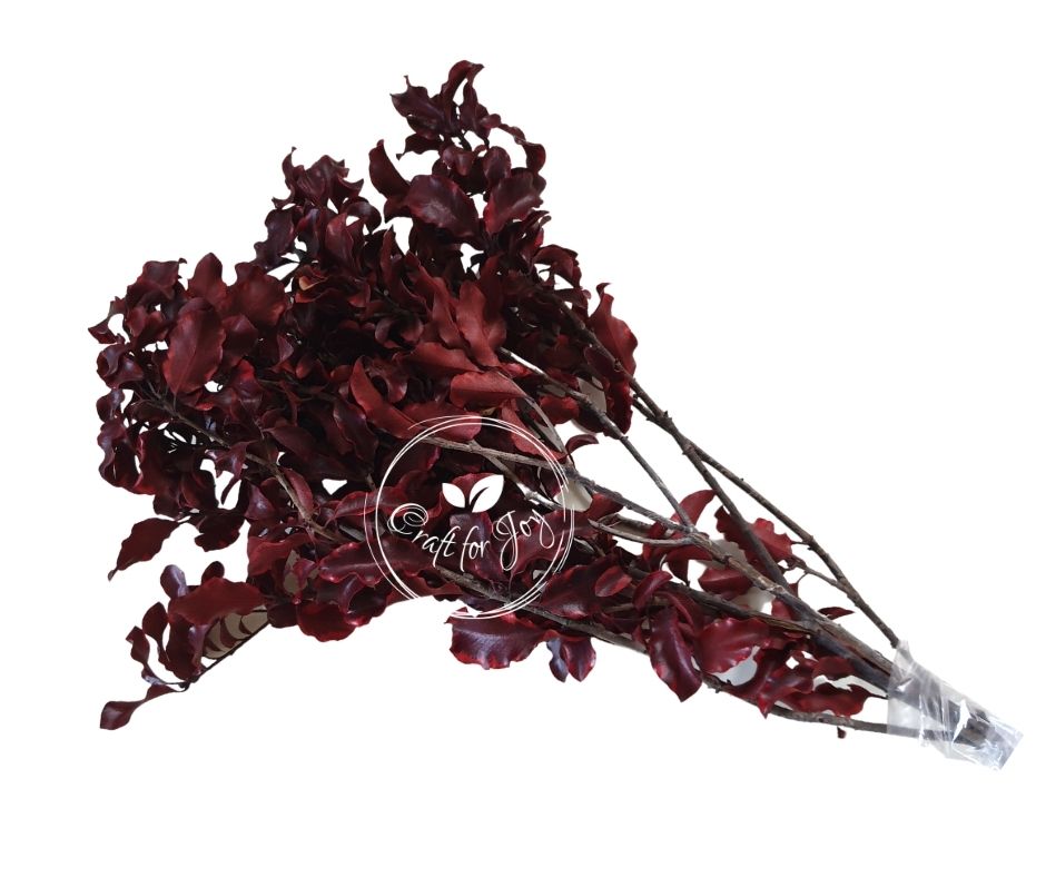 Pittosporum Red, 80g H30-40cm