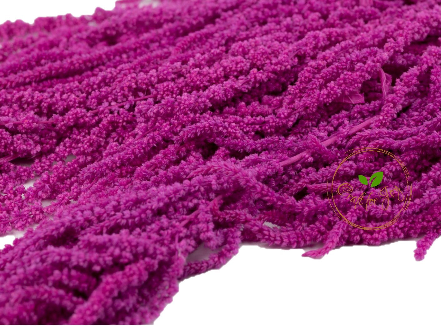Amaranthus Pastel roz fucsia