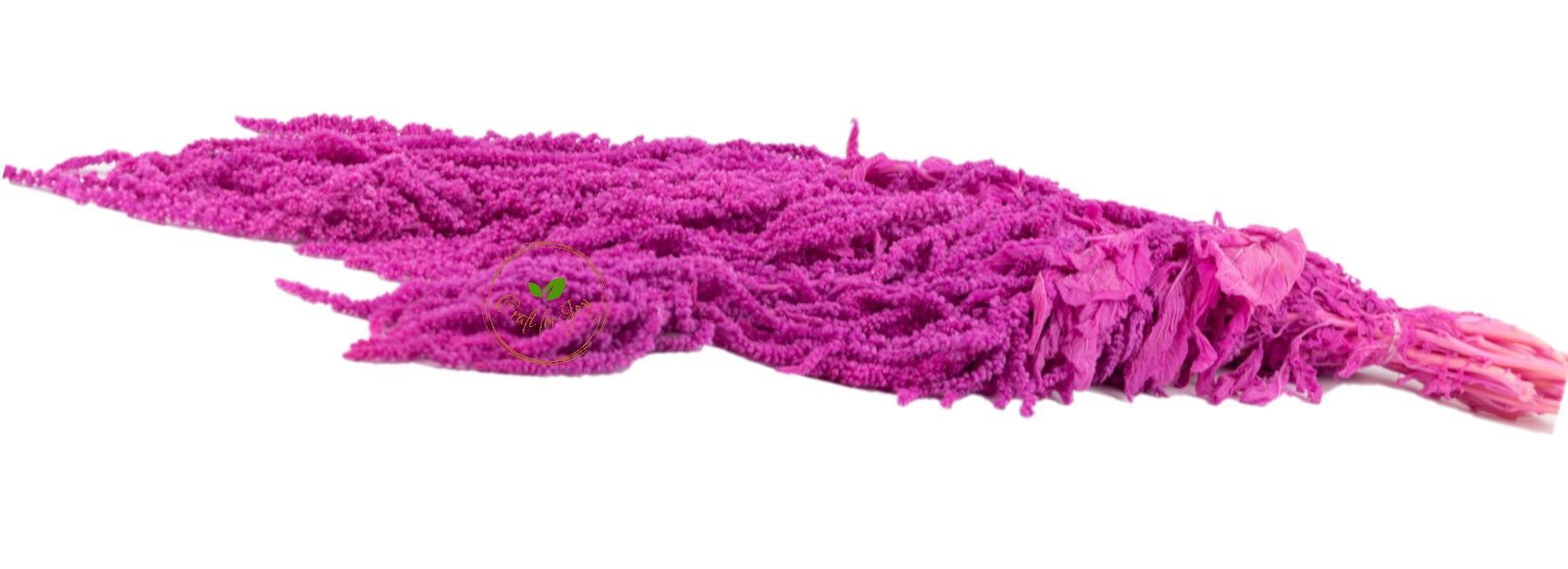 Amaranthus Pastel roz fucsia