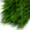 Incarcă imagine în Gallery viewer, Lepidium stabilizat verde, H40-60cm
