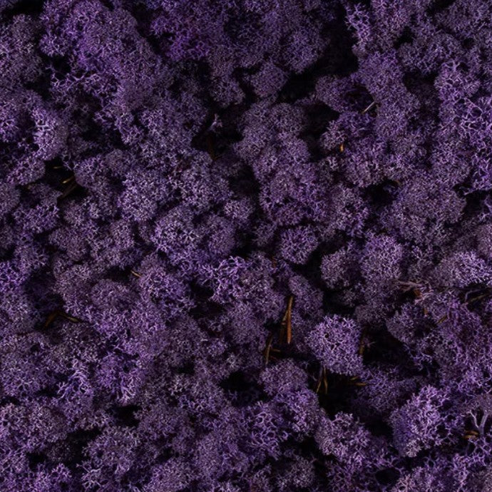 licheni-stabilizati-purple