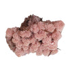 Incarcă imagine în Gallery viewer, licheni-stabilizati-rose
