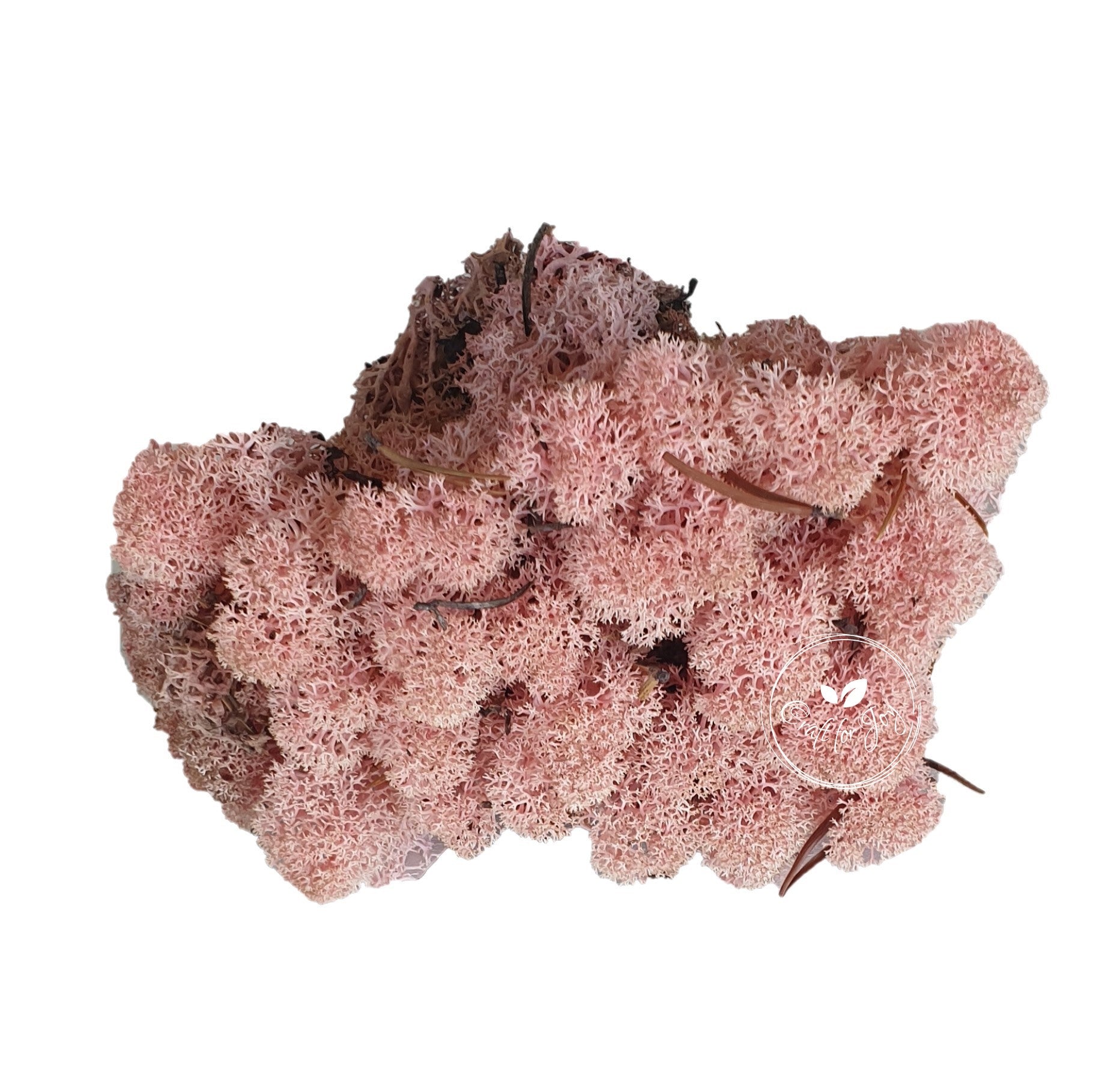 licheni-stabilizati-rose