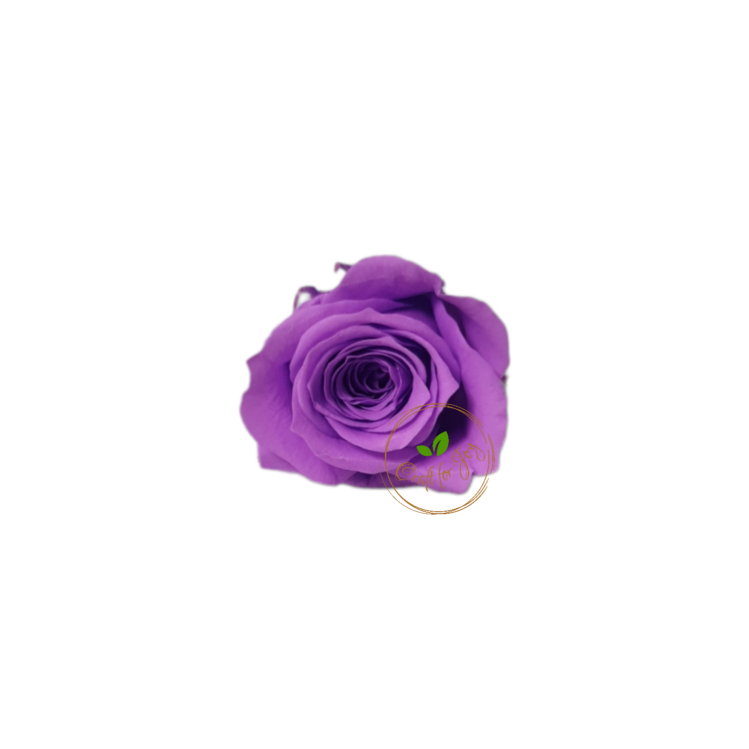 Trandafiri conservați XS (2-2.5 cm)