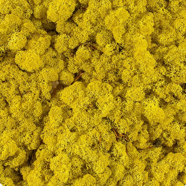 Licheni stabilizati Yellow Lemon
